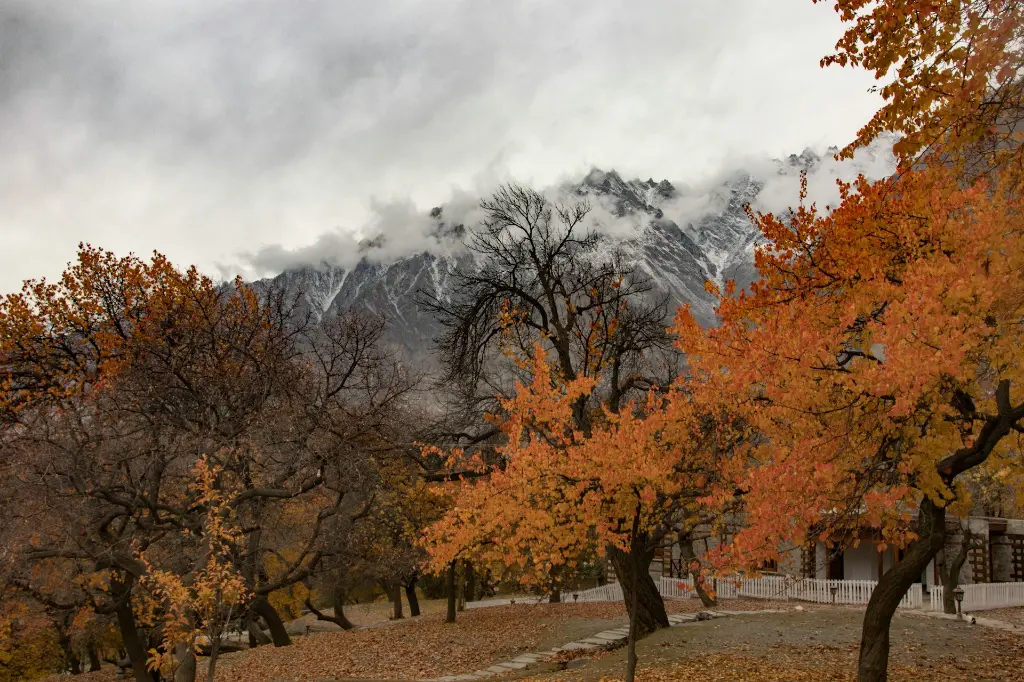 unsplash_6aIwiaruSY0_hunza blossam.webp