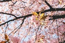 7 Days Apricot & Cherry Blossom Pakistan Tour Package - Hunza Tour Packages (Delux 3*)